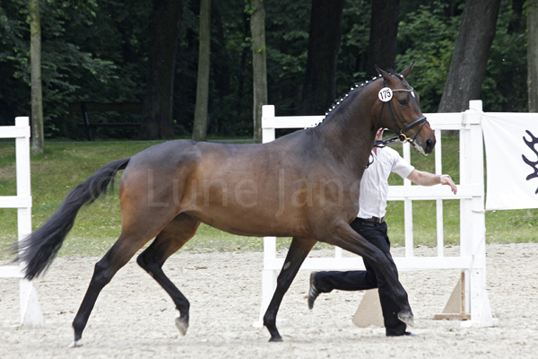 Golden Tulip © Lune Jancke